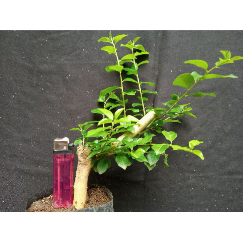 bahan Bonsai mame sisir real picture