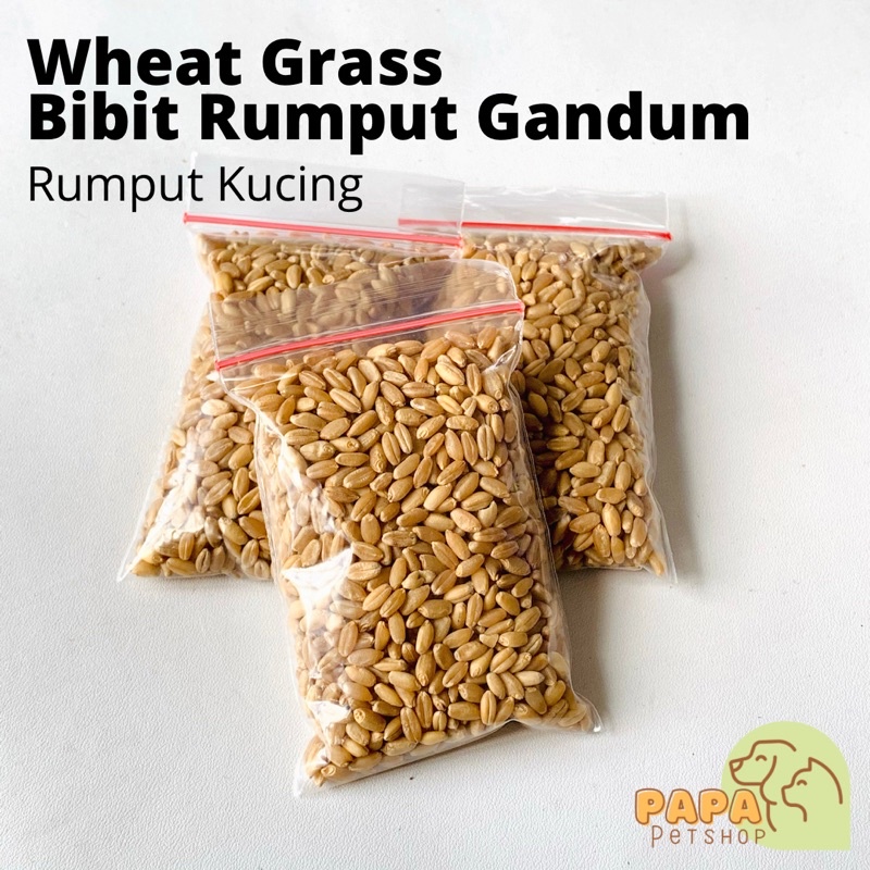 Bibit Rumput Kucing Wheatgrass Biji Rumput gandum Wheat grass