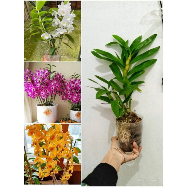 anggrek dendro nobile rimbun (live)