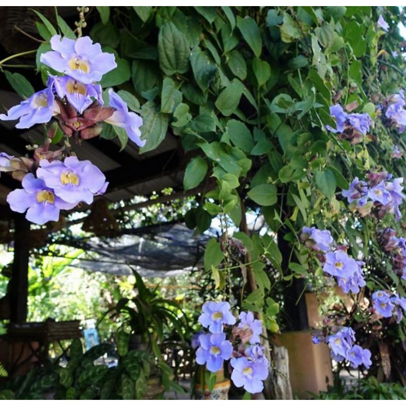 TANAMAN MERAMBAT BUNGA THUNBERGIA BIRU