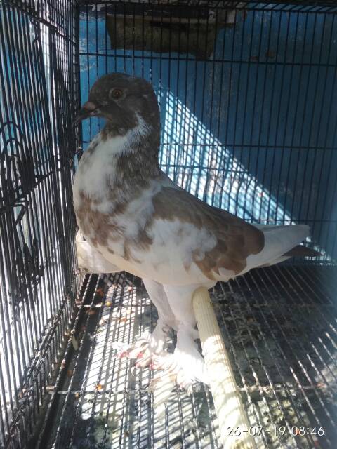 Burung Merpati Hias 3ekor Shopee Indonesia