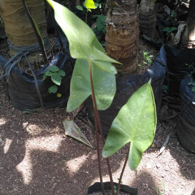 Tanaman hias keladi batang hitam keladi bali