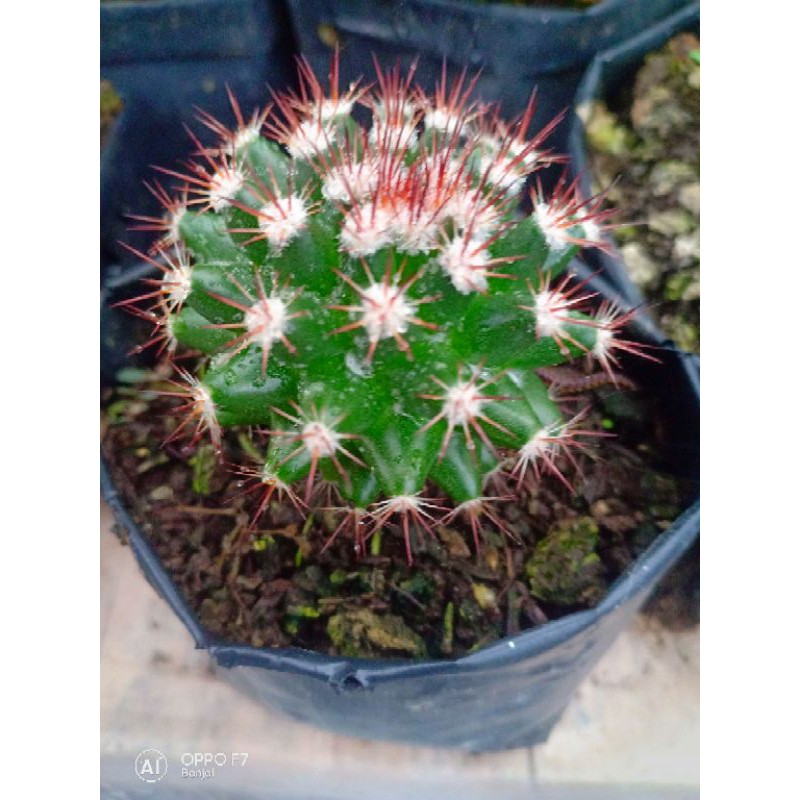 kaktus import duri merah dari biji