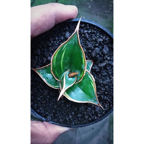 Sansevieria Pinguiculata Varigata
