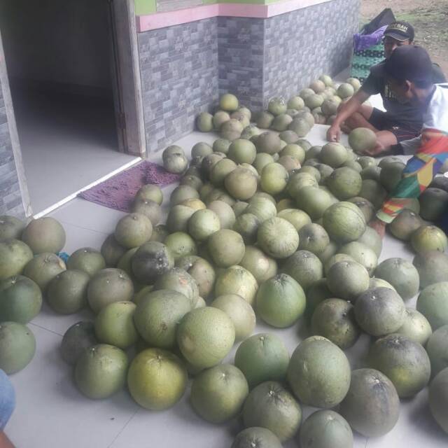 

Jeruk Pamelo