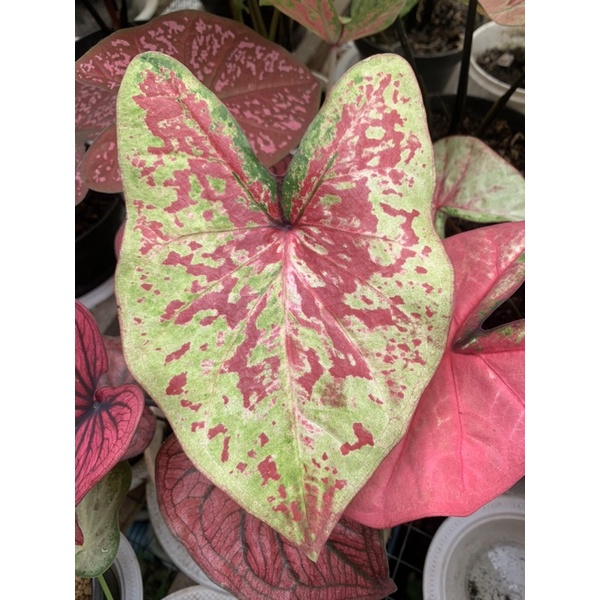 KELADI KIMORA - caladium kimora - keladi h37 - caladium h37 - keladi uncle marley