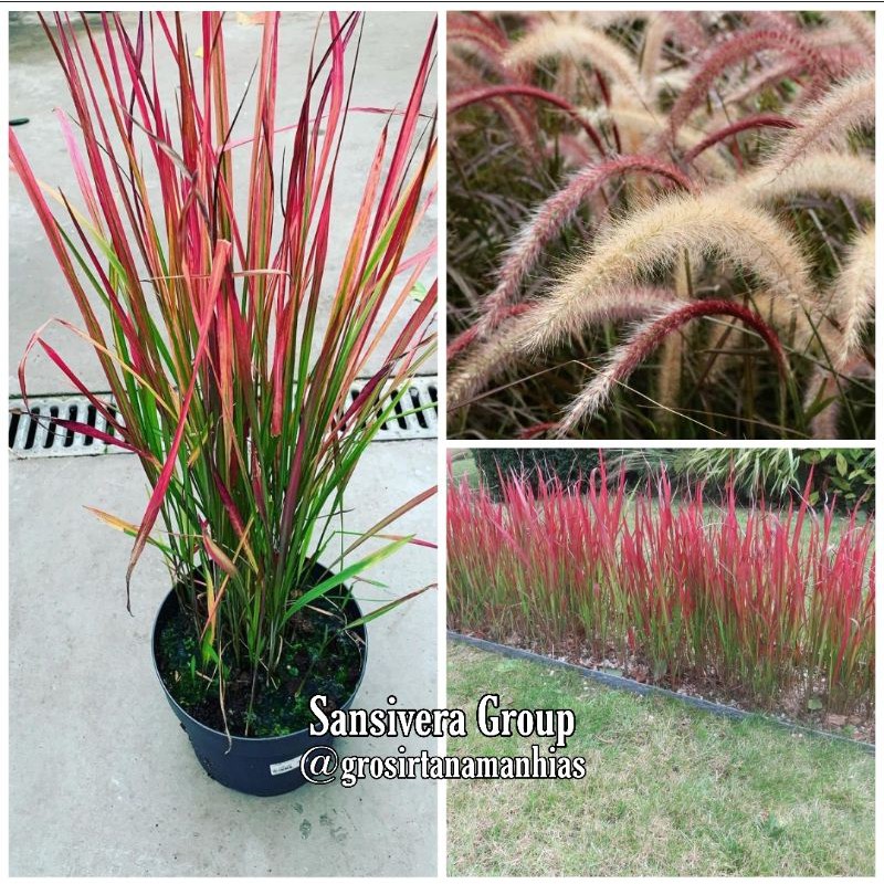 Ilalang merah / tanaman Alang alang buntut kuda merah / Imperata cylindrica