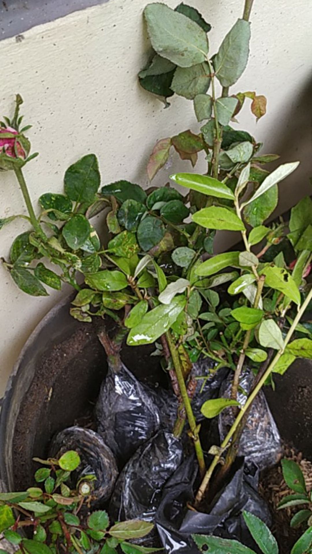 Tanaman Bunga Mawar Sunkist 200g