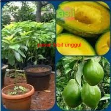 BIBIT TANAMAN UNGGUL ALPUKAT HASS,TINGGI 1 METER CEPAT BERBUAH