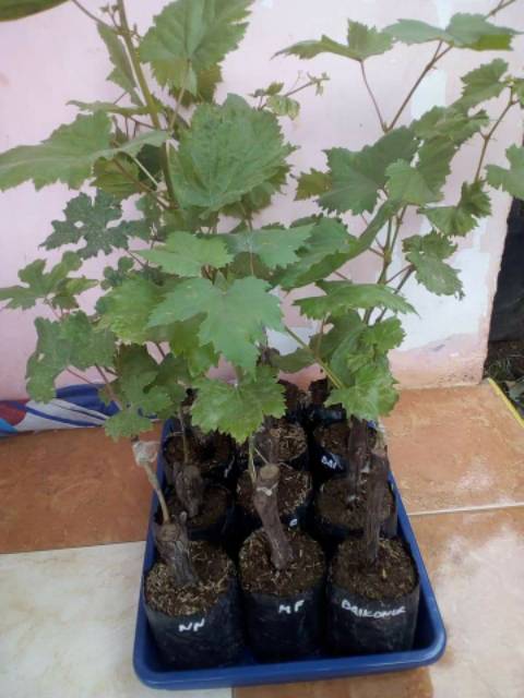 _Adudushop Bibit Anggur Import Ninel (Asli Grafting) (Bibit Anggur Stek/Grafting) Bibit Anggur