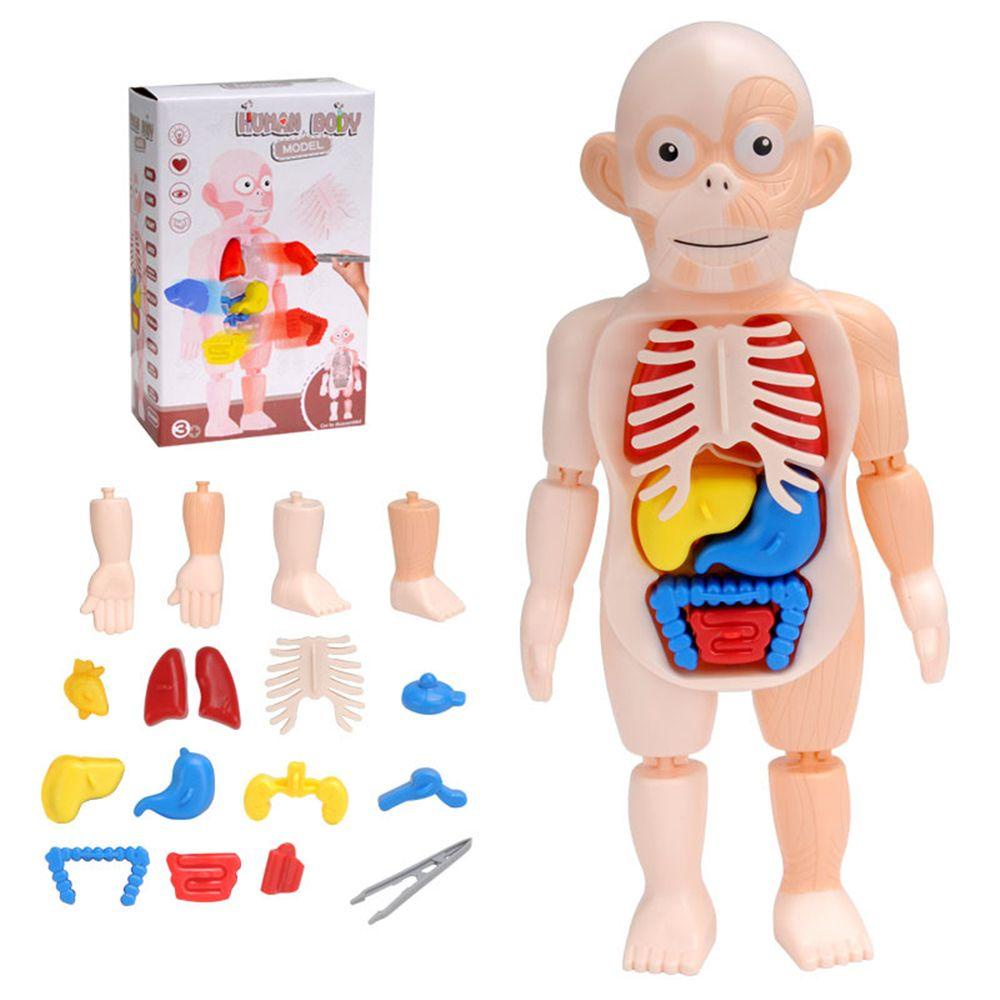 R-flower Mainan Puzzle Rakitan Model Organ Tubuh Manusia 3D DIY