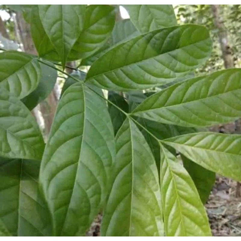 

Daun Mahoni Daun Fress Mahoni Segar 200 Gram