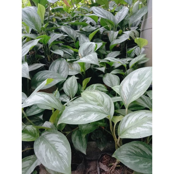 scindapsus sp Sumatra rawatan