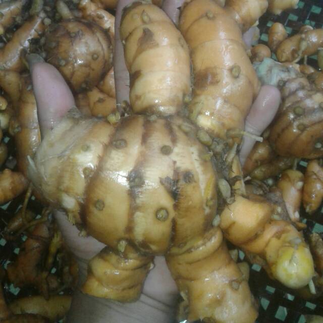 

Temulawak/koneng besar segar