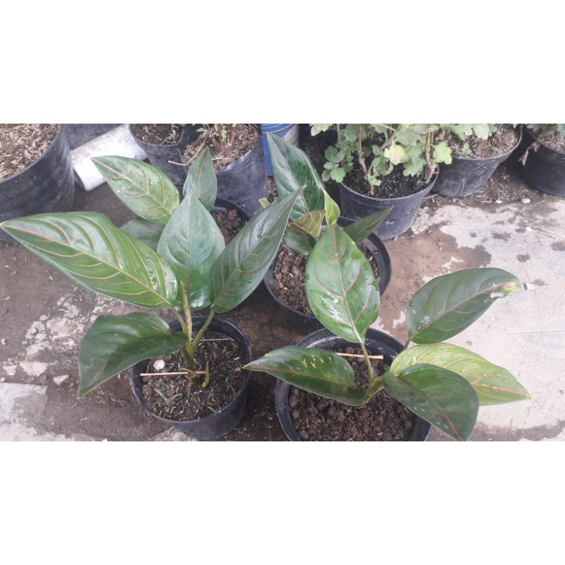 Rotundum tiger/ aglonema rotundum tiger