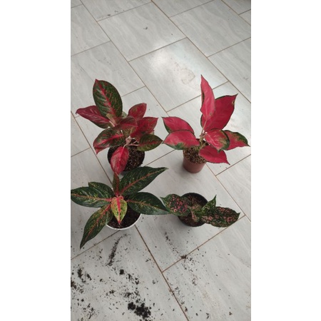aglonema red satrdust,red venus,widuri,hot lady,legacy merah putih,pink dalmation,red majesti