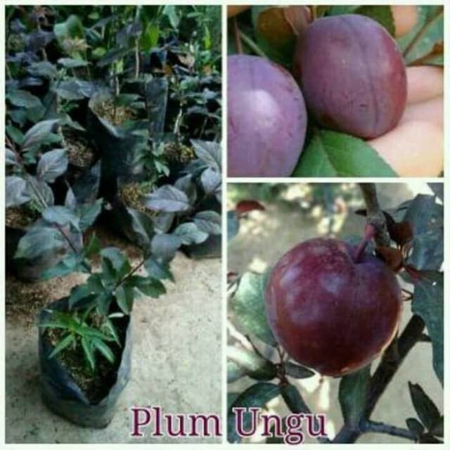 Bibit buah plum ungu