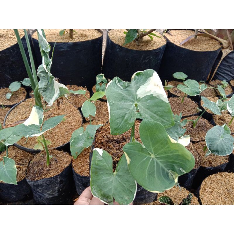 keladi kantung semar