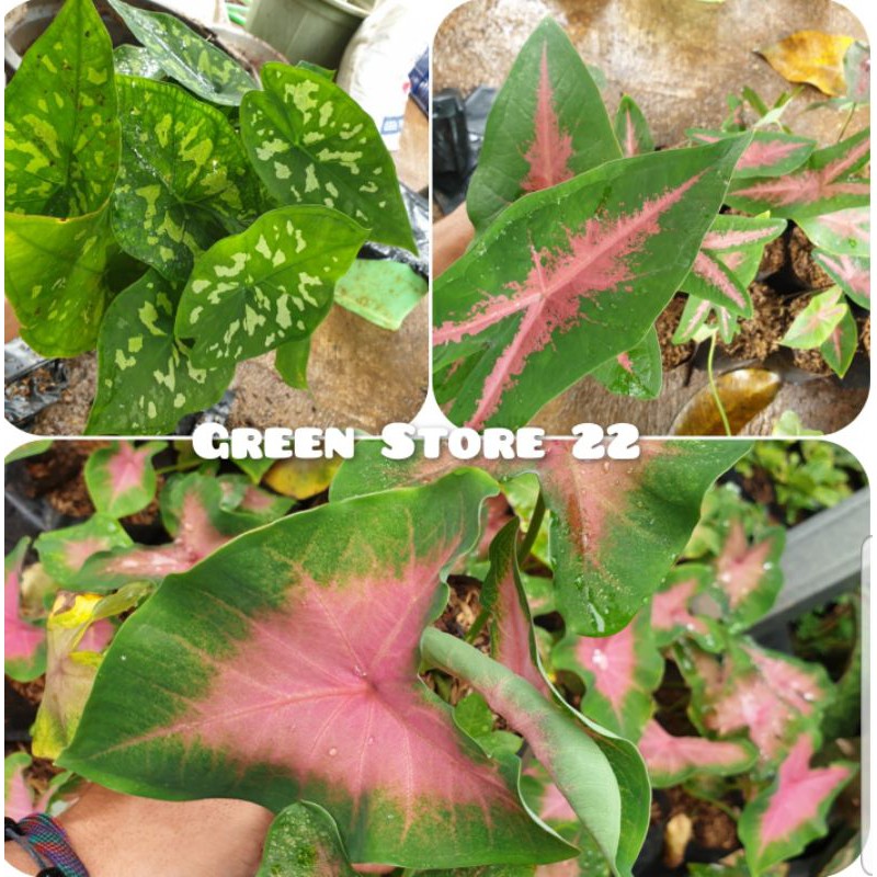 Paket Hemat 3 Keladi Cantik