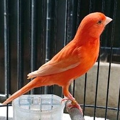 kenari betina merah Lokal (merlok)