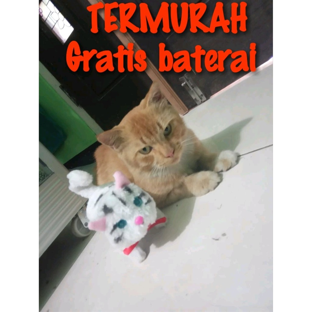 35 Foto Gambar Kucing  Lucu Bergerak Dan Bersuara Terbaru 