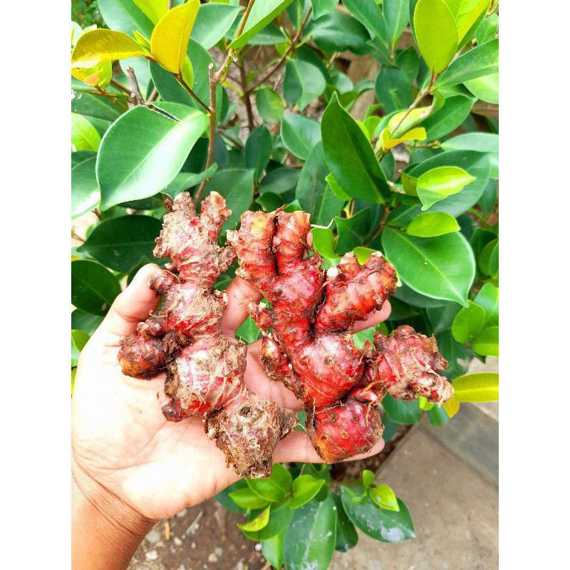 

Jahe Merah Segar 250gram