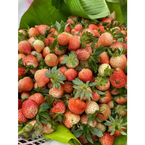 

STROBERI SEGAR PATENGAN, BANDUNG