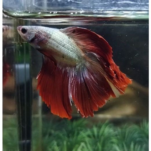 CUPANG SEPASANG HALFMOON DOUBLETAIL/HMDT DRAGON SERIES INDUKAN SIAP BREED 100% REALPICT (KODE BA9)