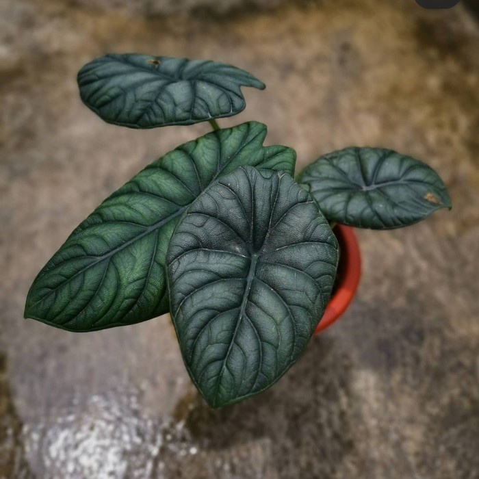 Bibit bonggol Alocasia Dragon Moon plantsparadise