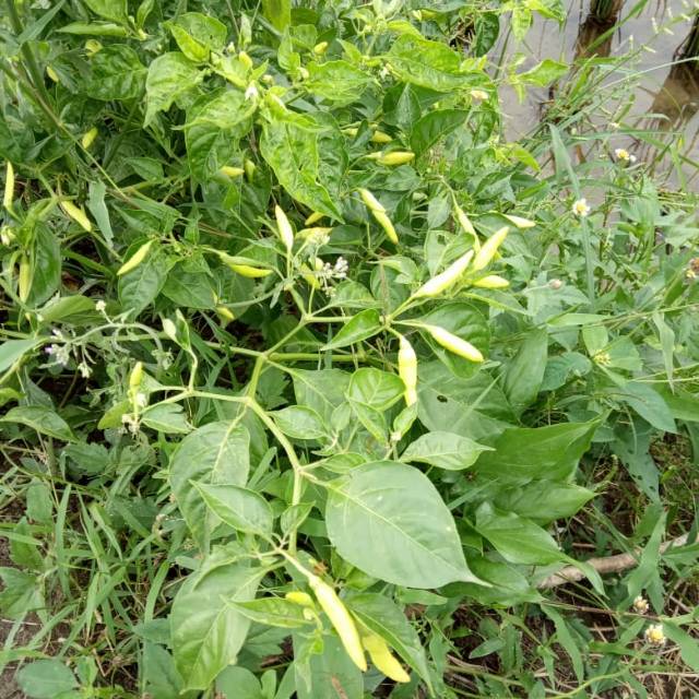 

Cabai rawit segerr 500 g