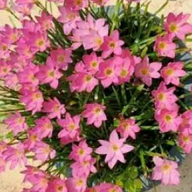 Bunga lily berupa umbi tdr 3 umbi 5000