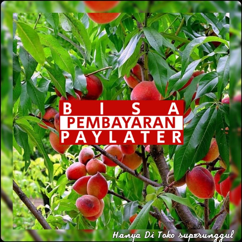 Bibit Buah Persik super