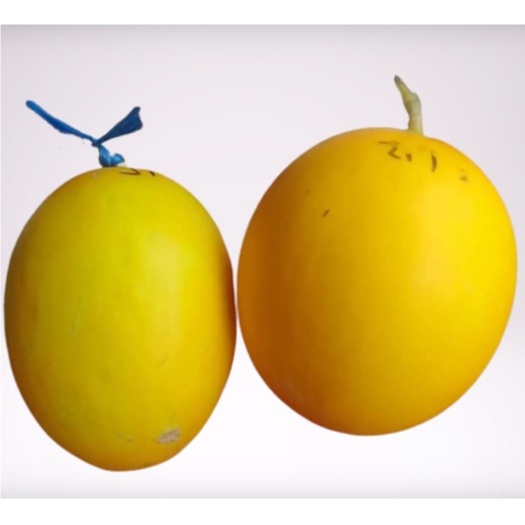 

[ Per Biji ] Buah GOLDEN MELON/MELON GOLDEN MANIS
