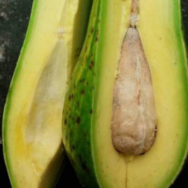 

Bibit new aligator long stek samcuk cepat berbuah