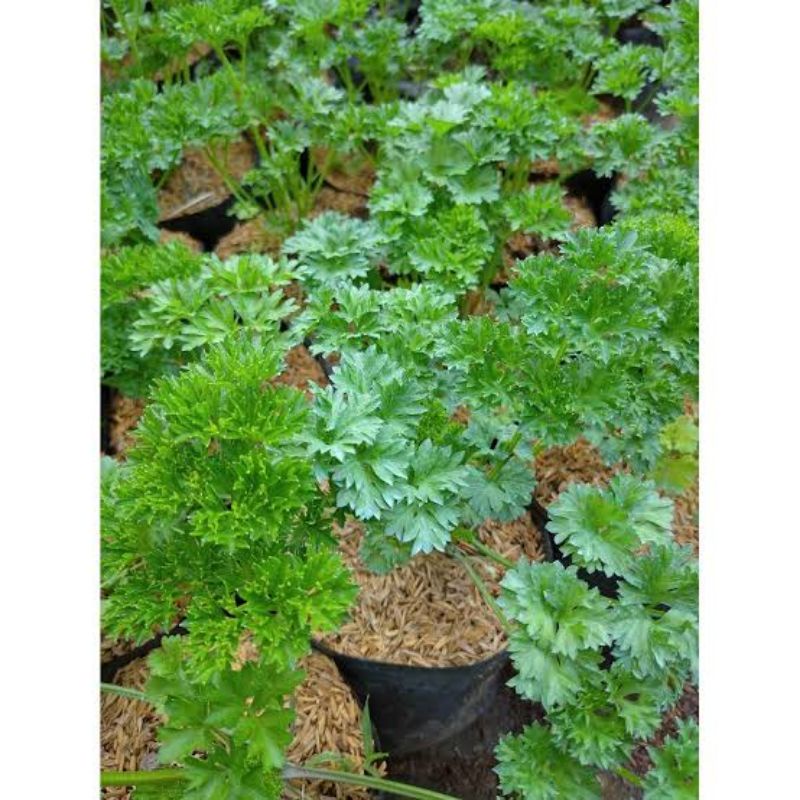 Tanaman peterseli - tanaman herbal petersle
