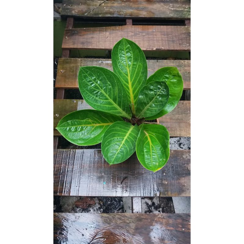 Bibit Jemani mangkok size anakan