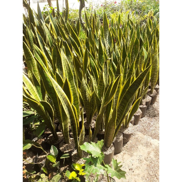 Tanaman sensipera -- lidah mertua sensipera