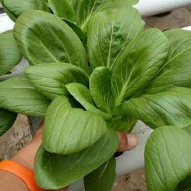 Benih pakcoy panah merah | kemasan ekonomis