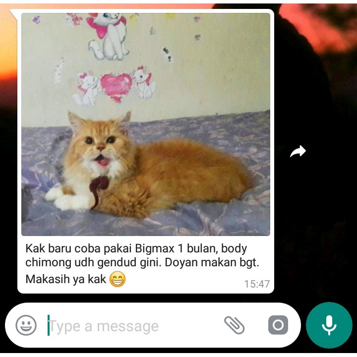 VITAMIN KUCING NAFSU MAKAN KURUS OBAT GEMUK KUCING PENGGEMUK SEHAT VITAMIN ANTIBODY VITAMIN BULU KUCING ANTI JAMUR PENUMBUH BULU KUCING