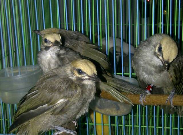 Anakan Cucak Rowo Indukan Juara Kontes Shopee Indonesia