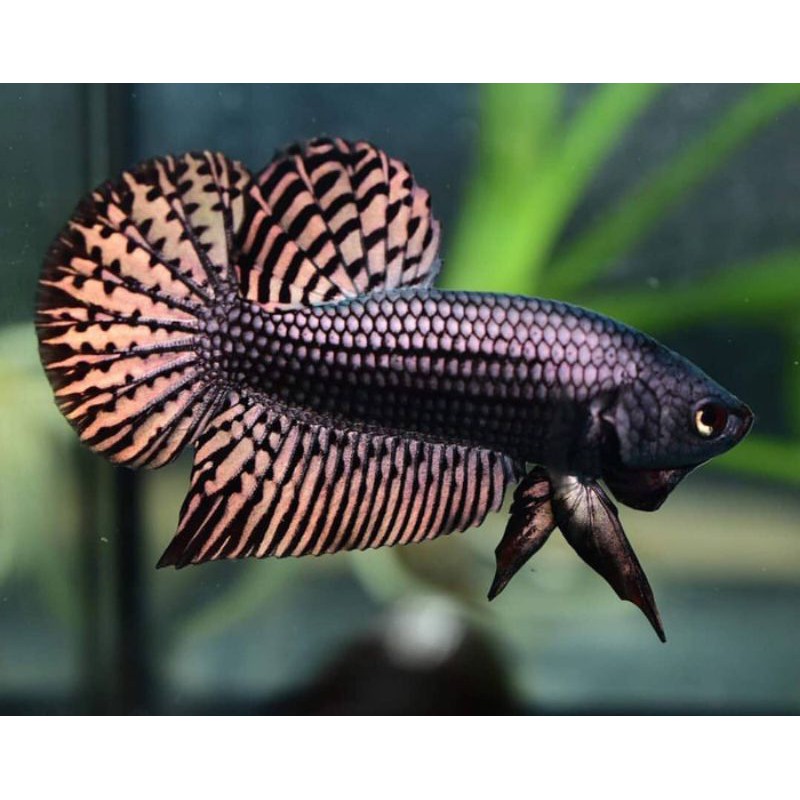 wild betta alien cooper