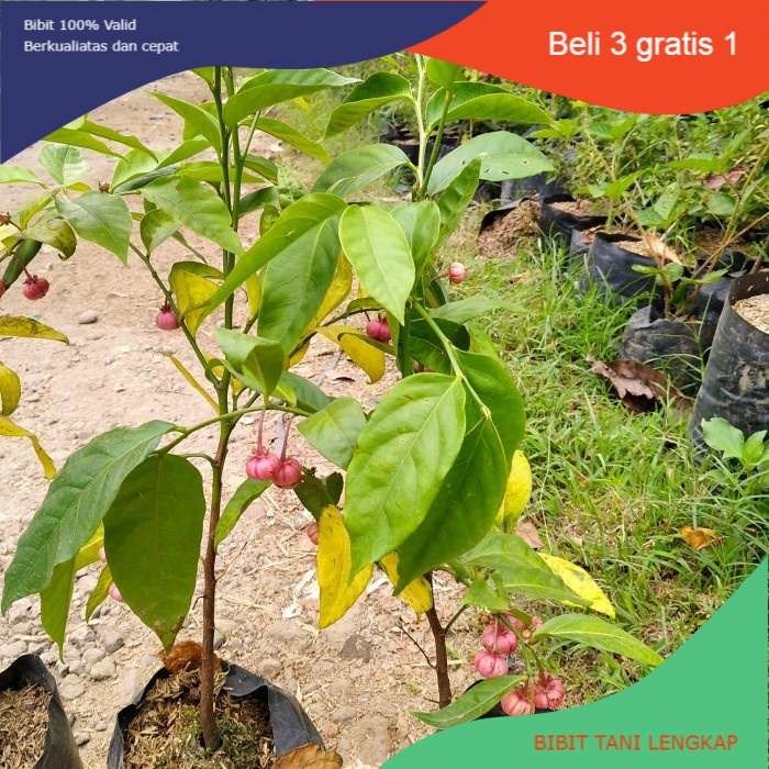 Bibit Tanaman Buah Manggis Jepang Kondisi Berbuah || Manggis Jepang