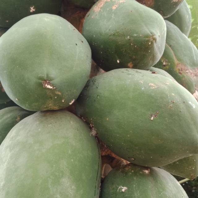 

Buah Pepaya Muda sayur