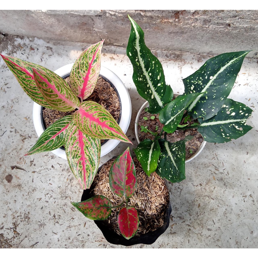 paket 3 aglonema hengheng/legacy/srikit