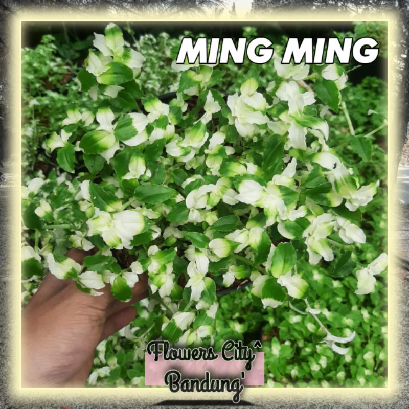 Tanaman gantung MING-MING