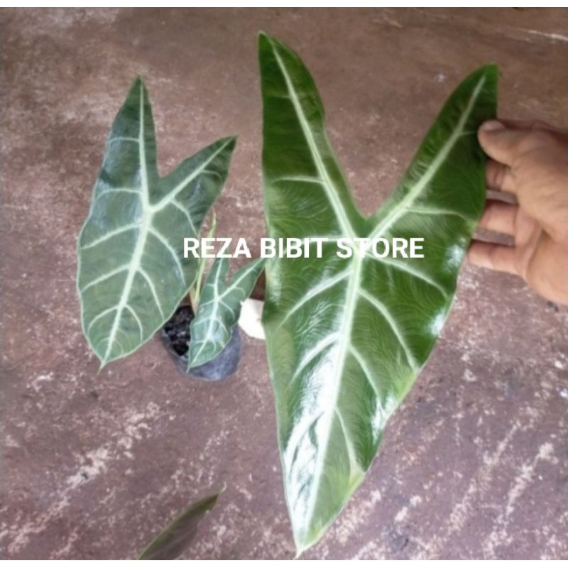 bibit tanaman hias keladi Amazon/keladi tengkorak/keladi