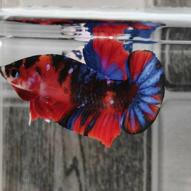 Plakat red koi galaxy