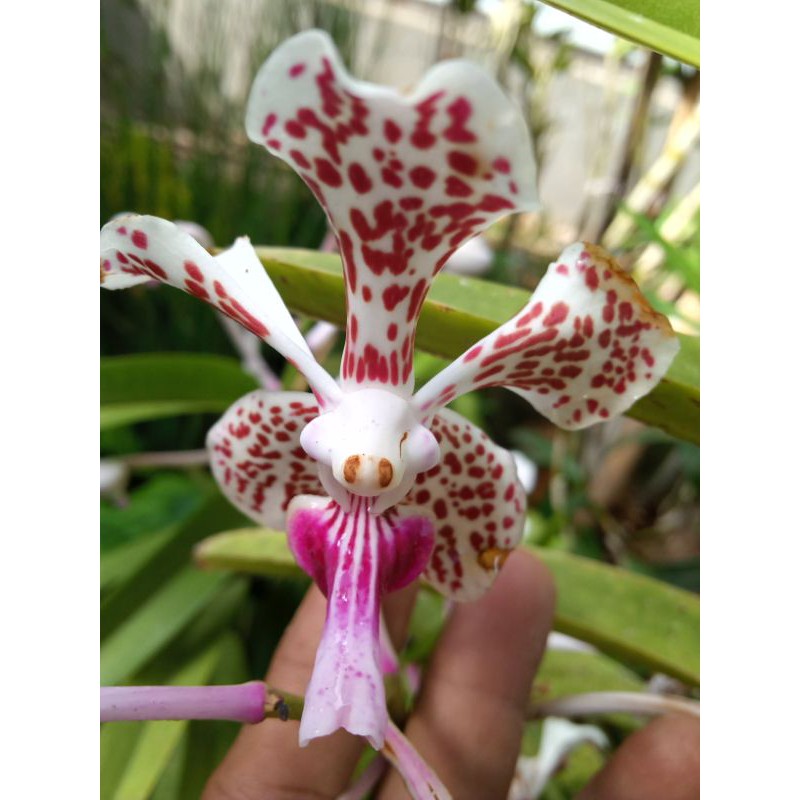Anggrek vanda / anggrek vanda tricolor dewasa