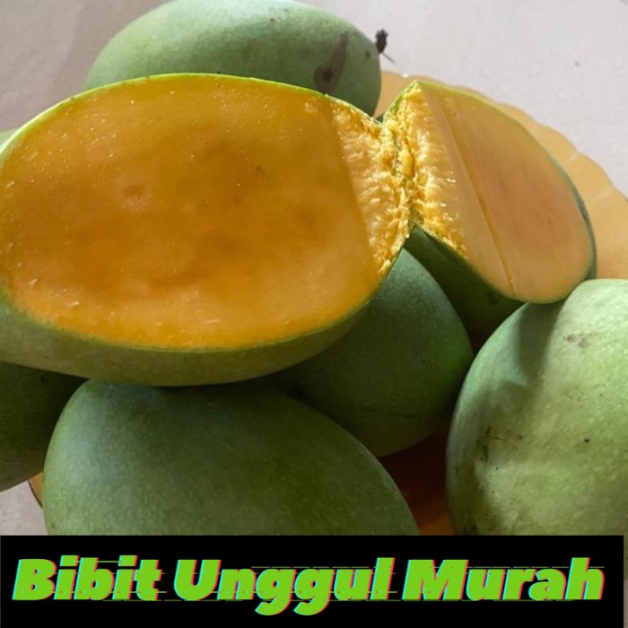 Bibit mangga madu