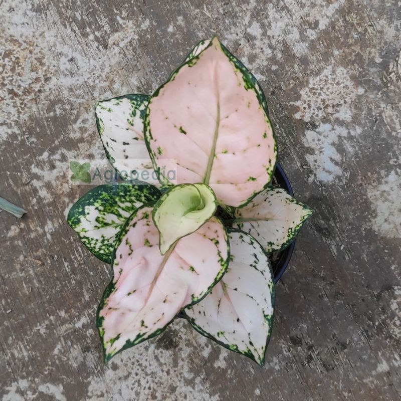 Aglonema Pink Yulia  - Aglopedia